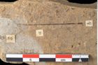 Foto (Detailansicht) von Pinus palaeostrobus Ettingshausen (NHMW-GEO-2024-0188-0214)